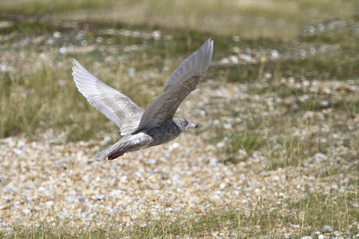 Ipar-kaioa - ML644384747