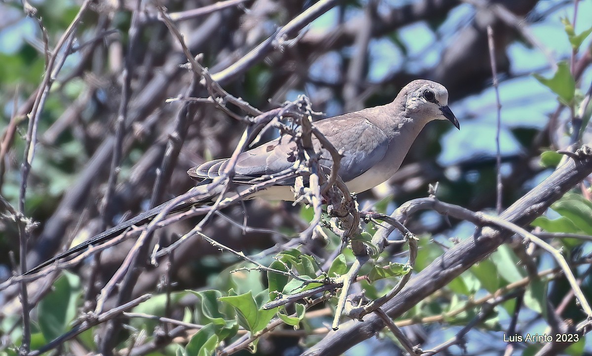 Tortolita Rabilarga - ML644384754