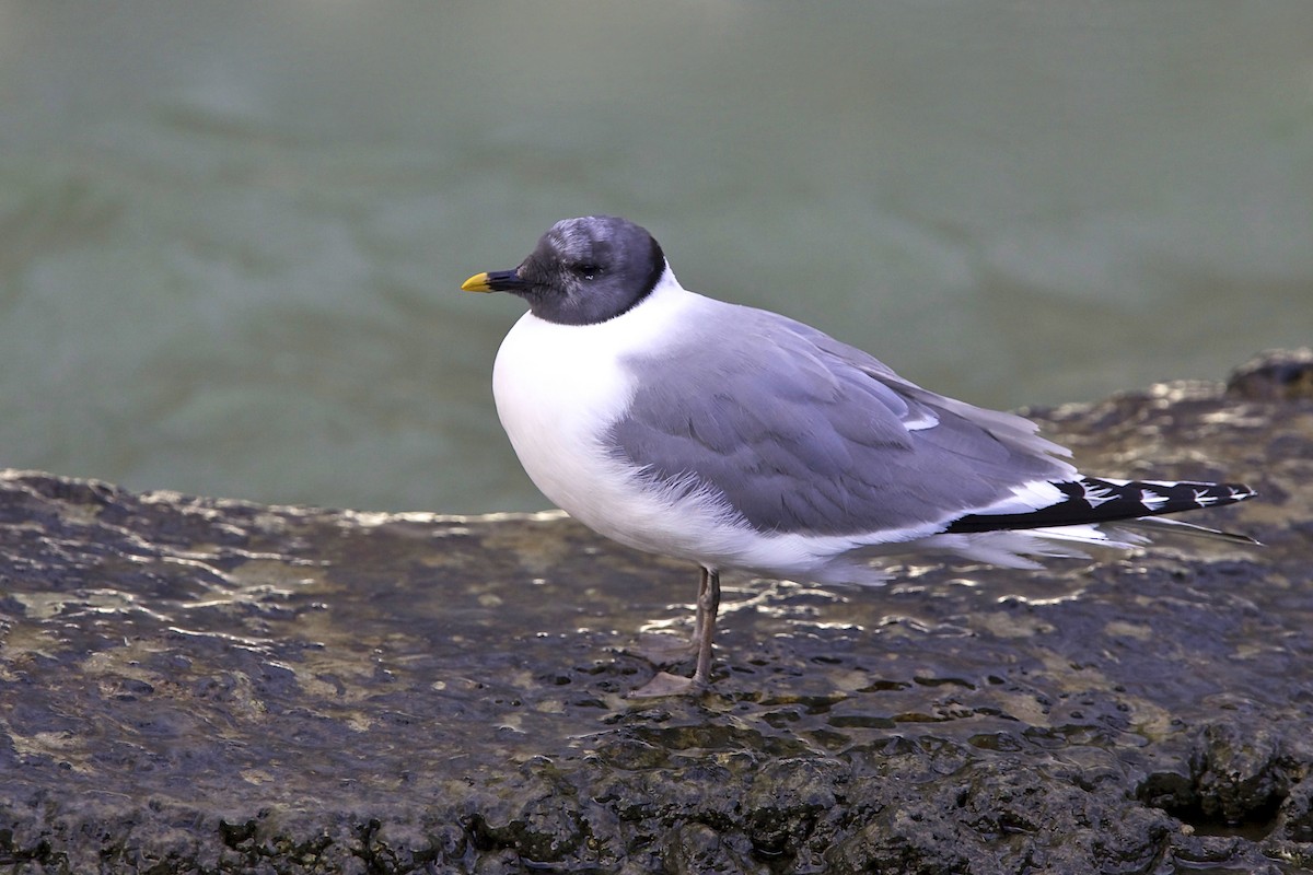 Schwalbenmöwe - ML644384777