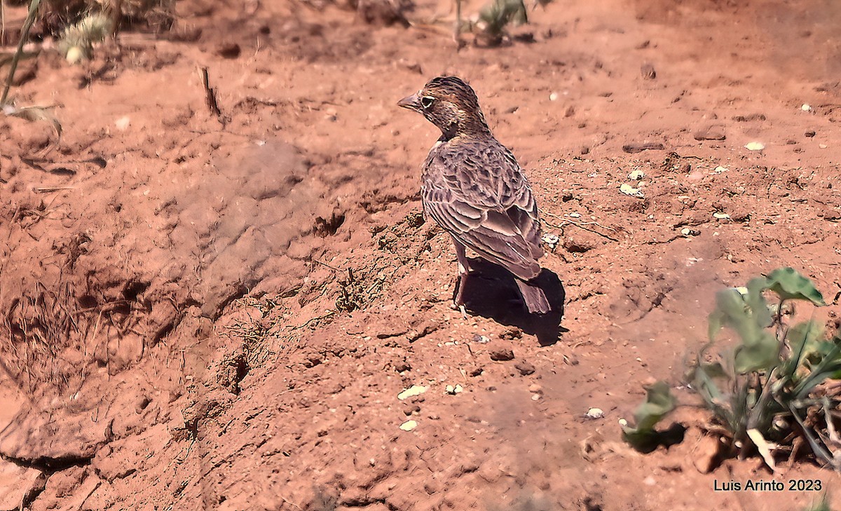 Fischer's Sparrow-Lark - ML644384793