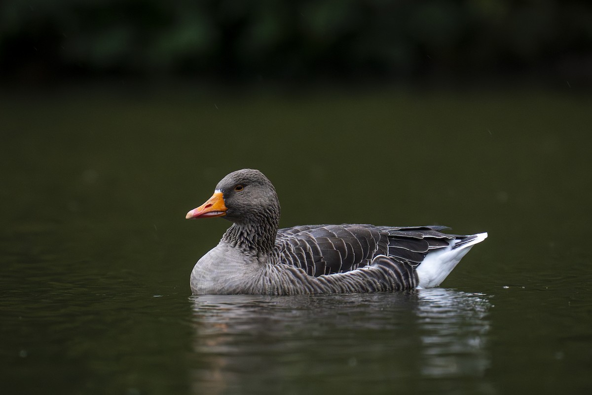 Серый гусь - ML644384800