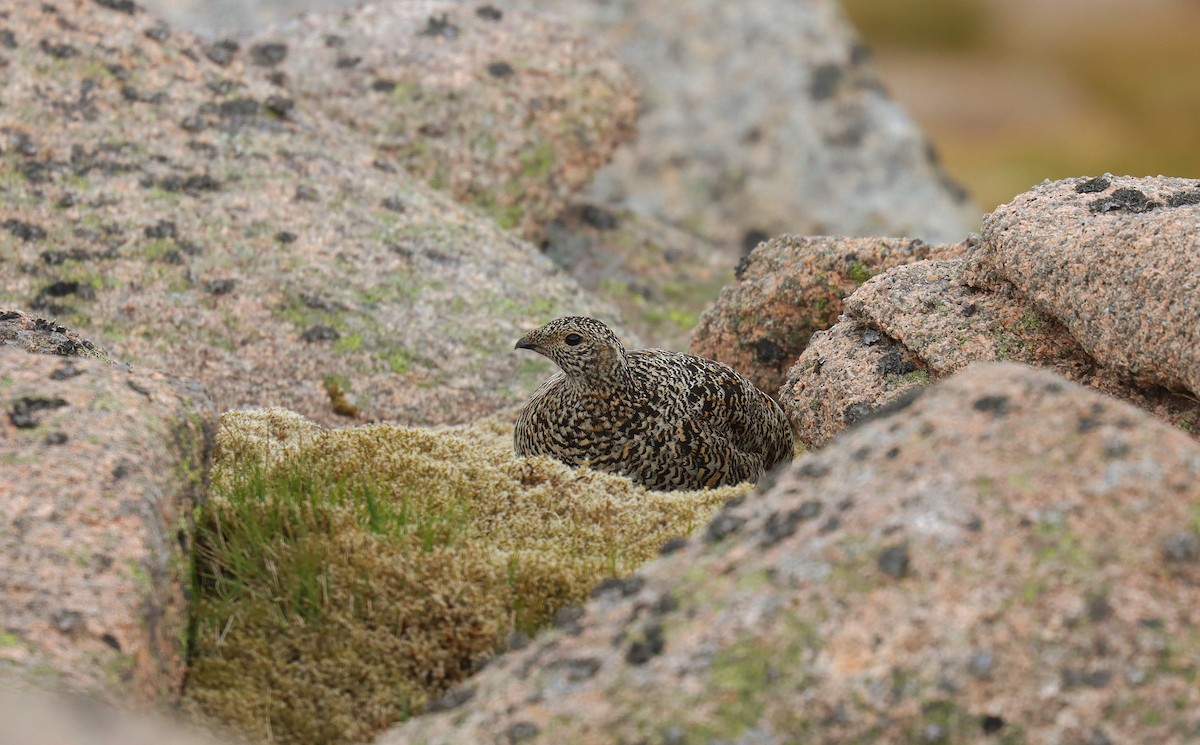 Куріпка тундрова - ML644384808