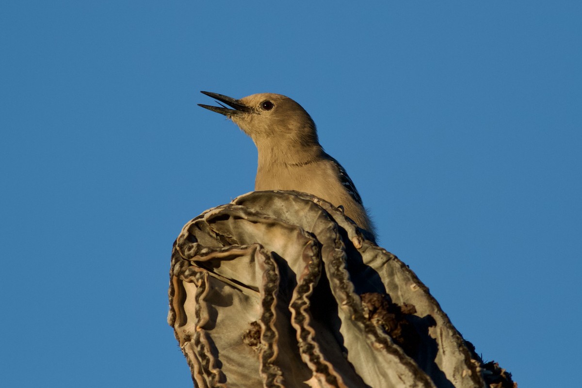 Pic des saguaros - ML644384810