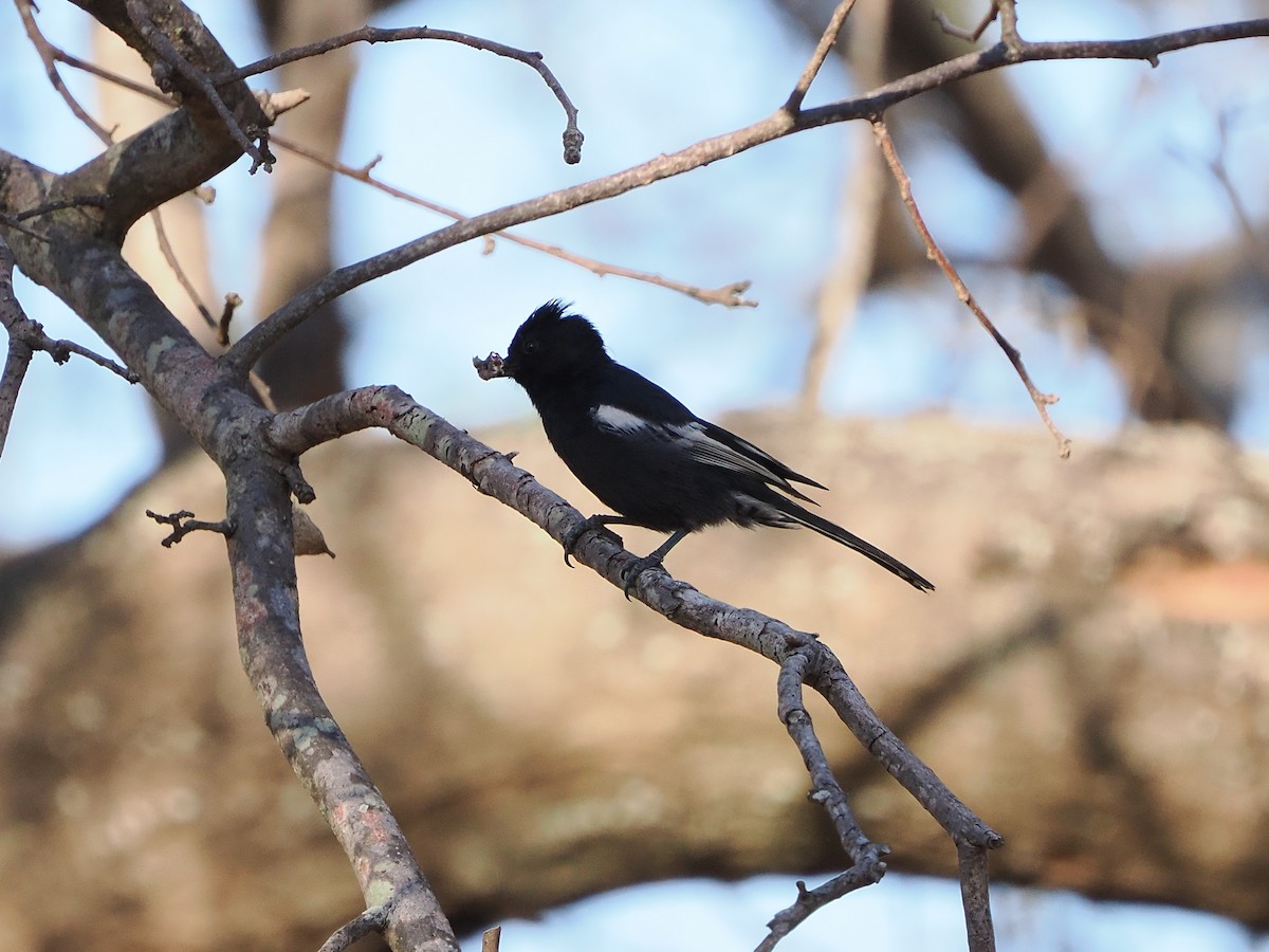 Southern Black-Tit - ML644384816