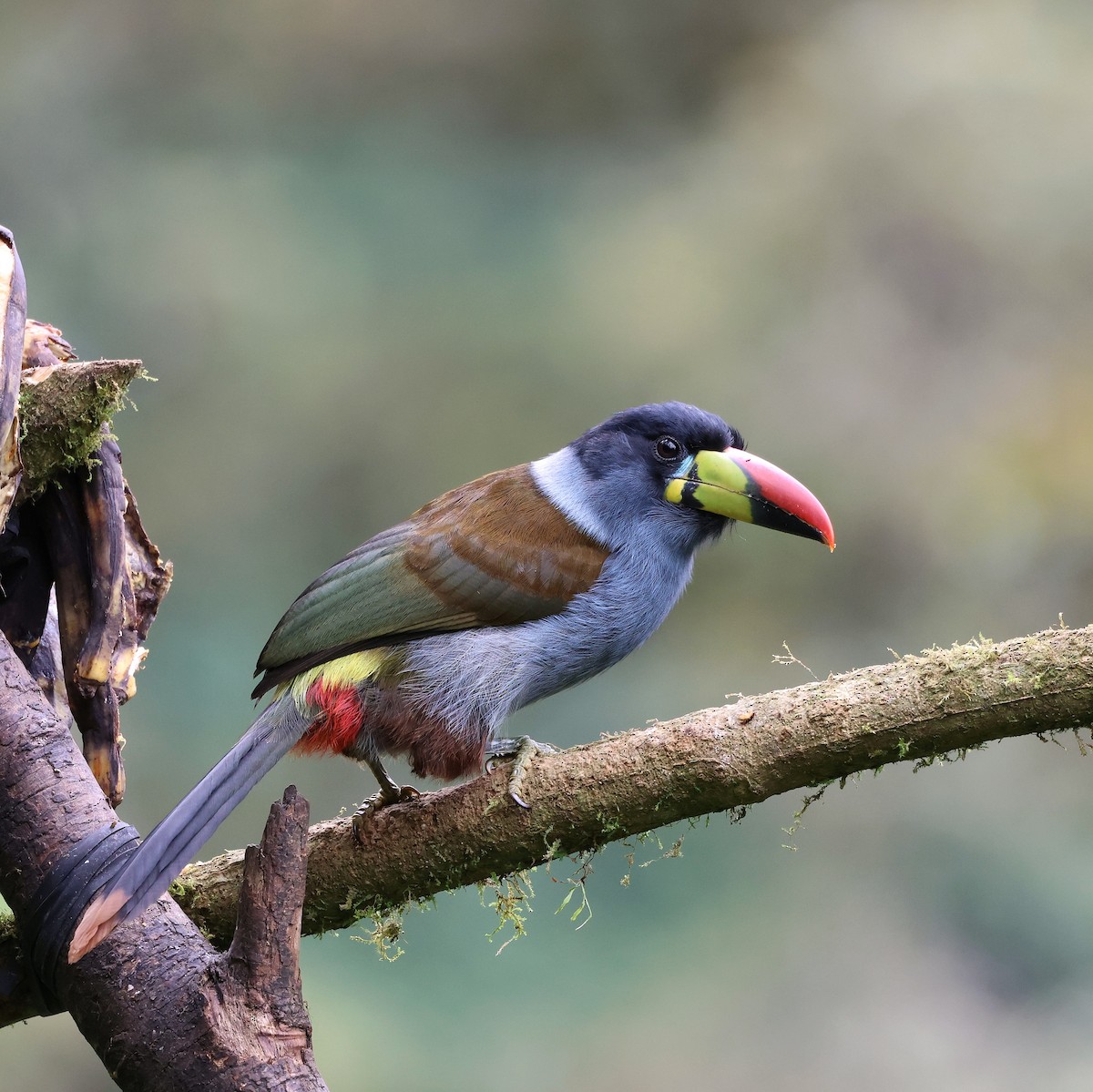 Toucan bleu - ML644384817