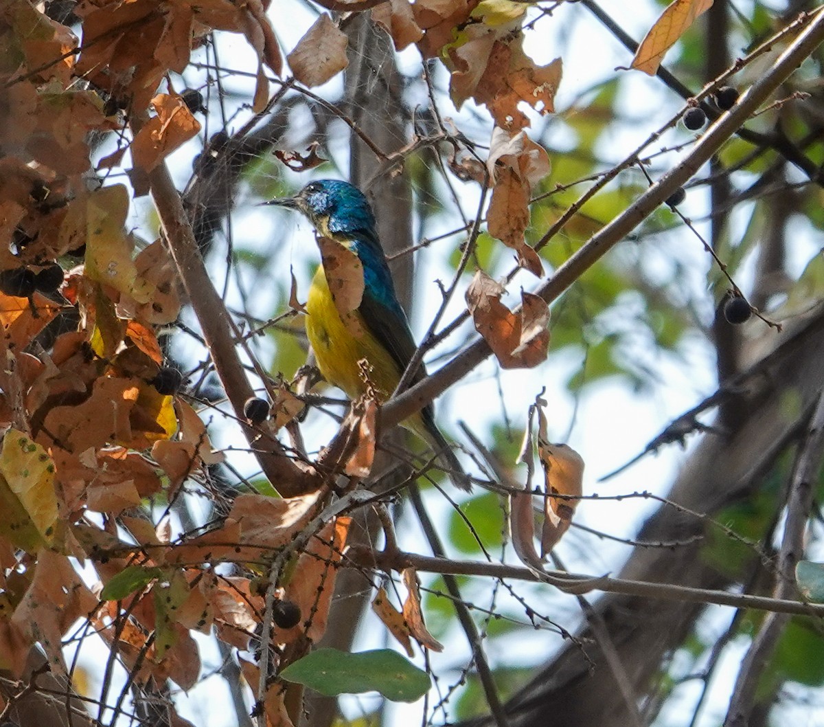 Collared Sunbird - ML644384839