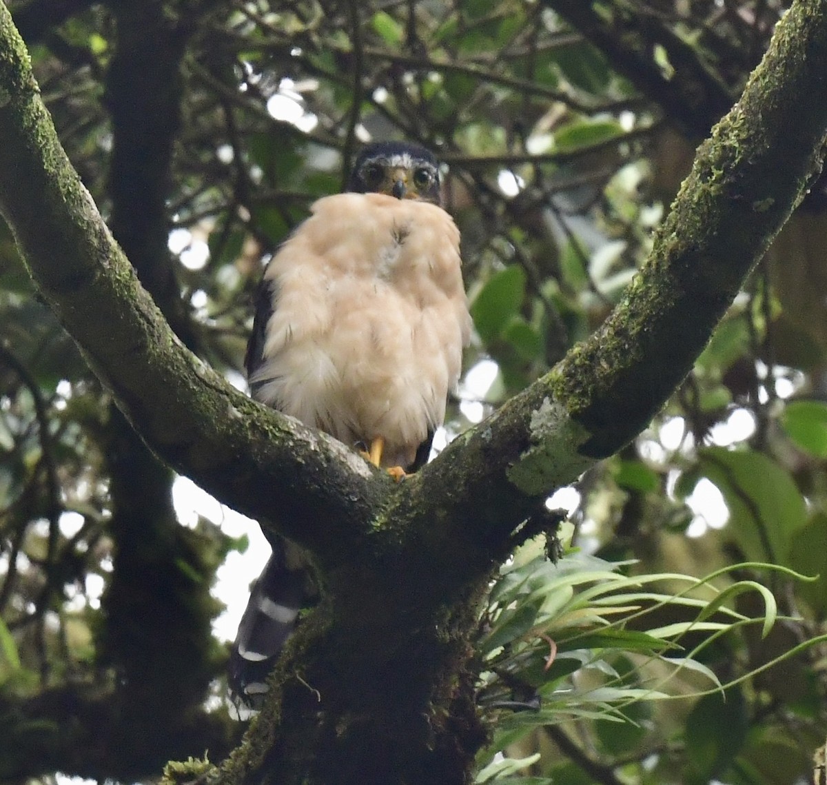 jestřáb neotropický - ML644384843