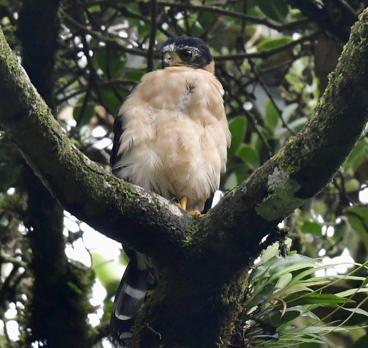 jestřáb neotropický - ML644384849