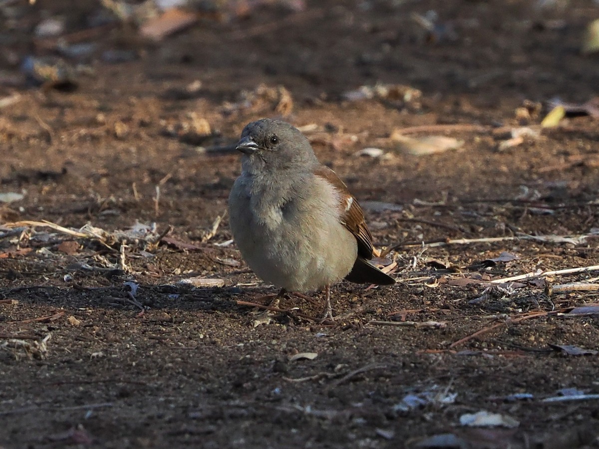 Горобець блідий - ML644384856