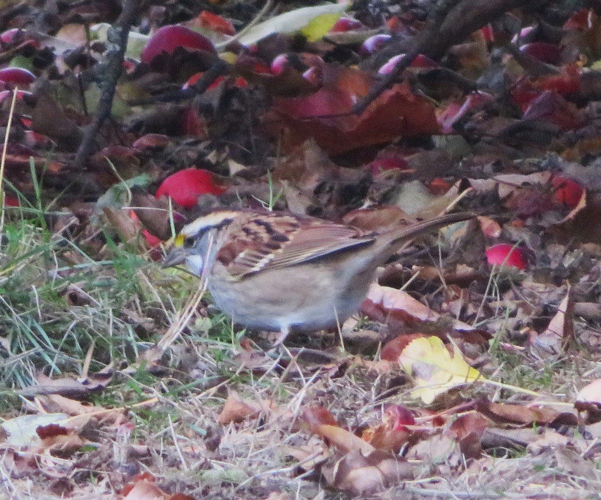 White-throated Sparrow - ML644384865
