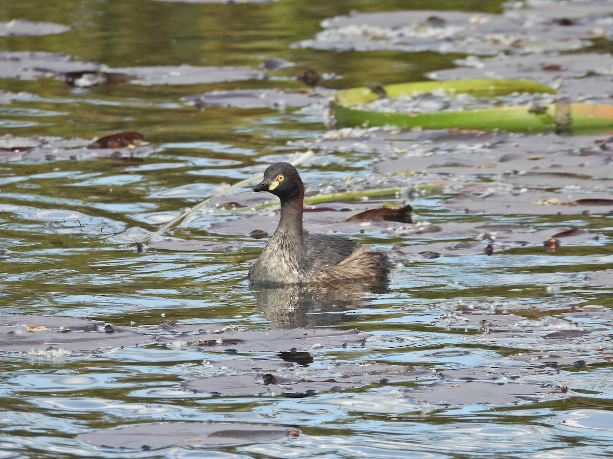 Australasian Grebe - ML644384866