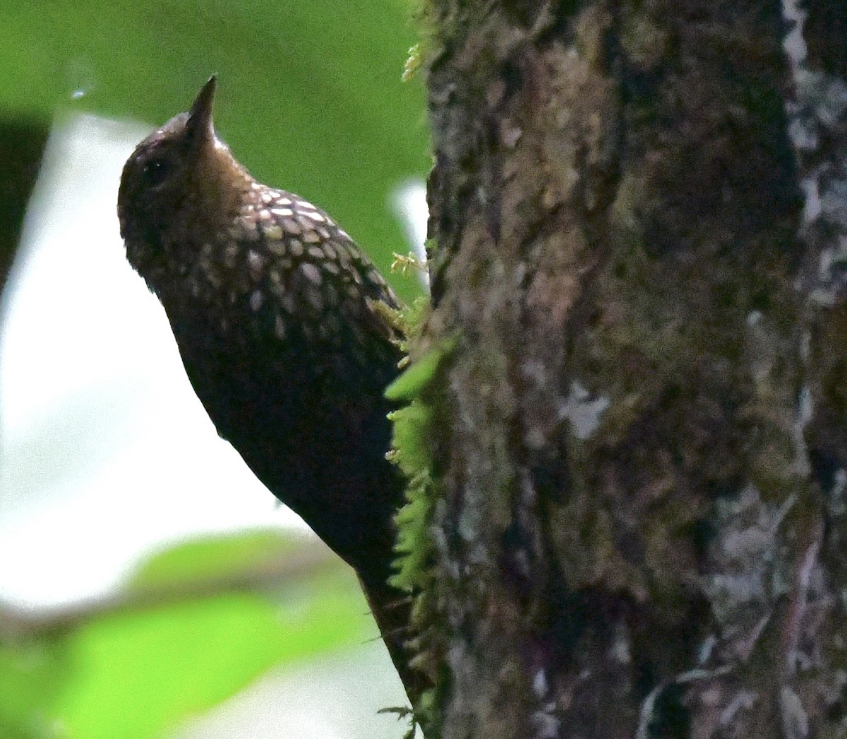 Hellkehl-Stachelschwanz - ML644384871