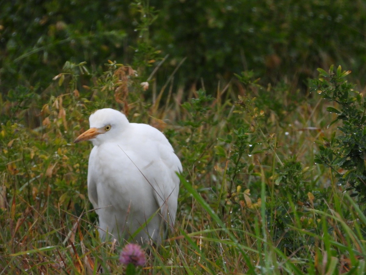 Western Cattle-Egret - ML644384878
