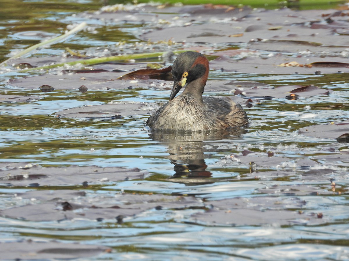 Australasian Grebe - ML644384881