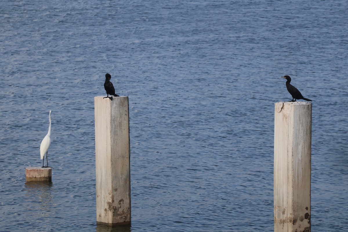 flodskarv - ML644384884