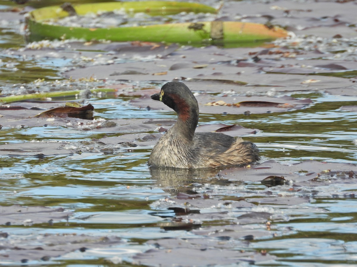 Australasian Grebe - ML644384887