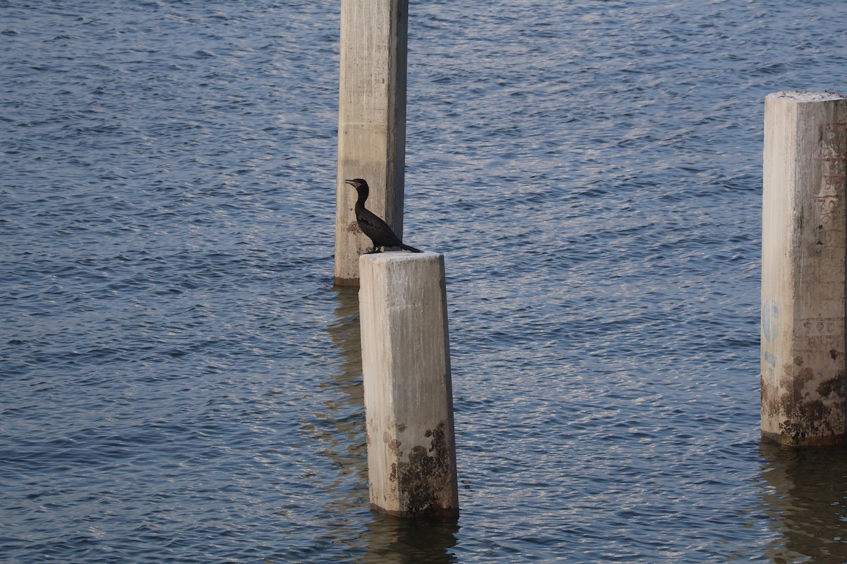 flodskarv - ML644384889