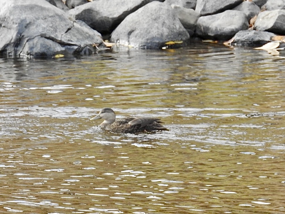 American Black Duck - ML644384891