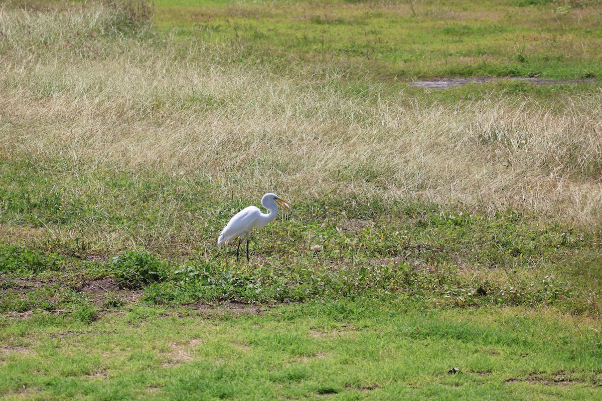 Great Egret - ML644384892