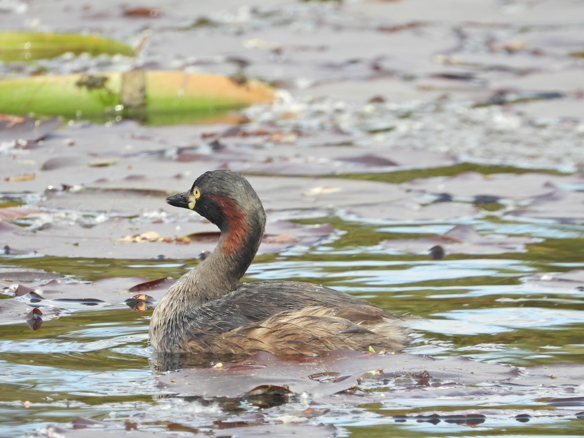 Australasian Grebe - ML644384895
