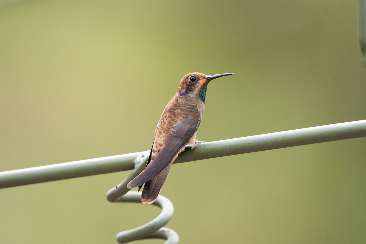 brunkolibri - ML644384899