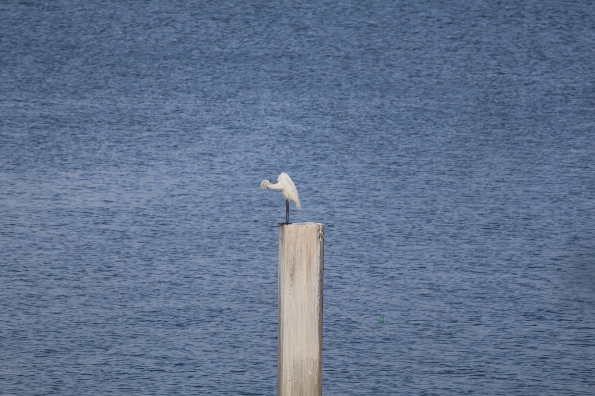 Great Egret - ML644384900
