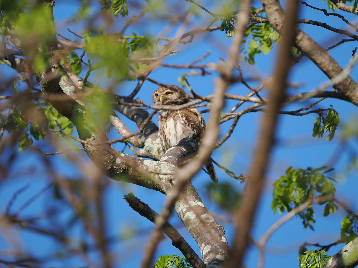 Pearl-spotted Owlet - ML644384903