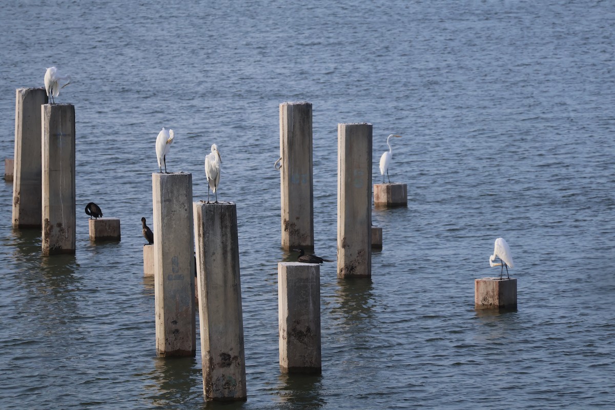 Great Egret - ML644384904