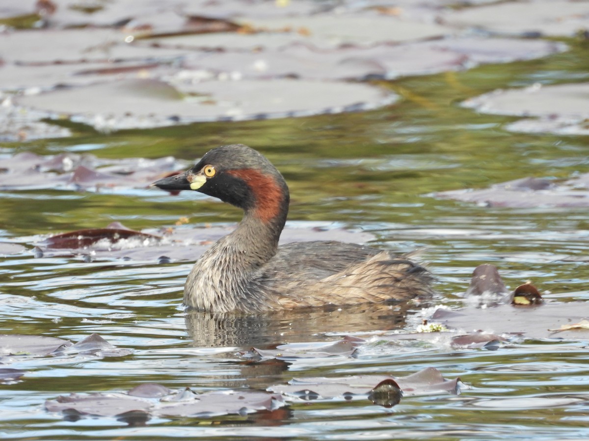 Australasian Grebe - ML644384905