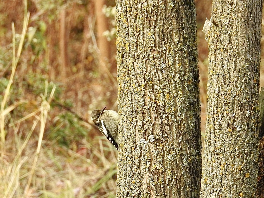 Gelbbauch-Saftlecker - ML644384907