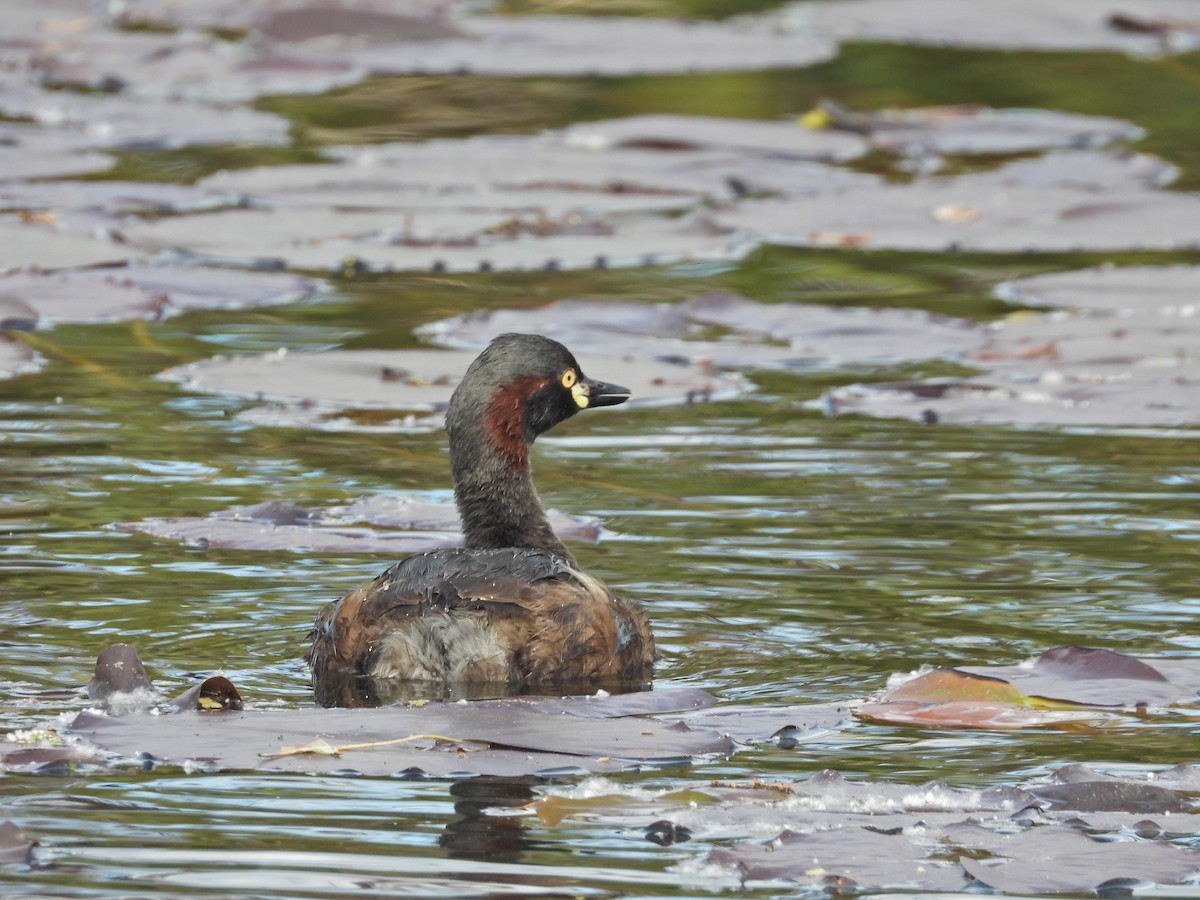Australasian Grebe - ML644384910