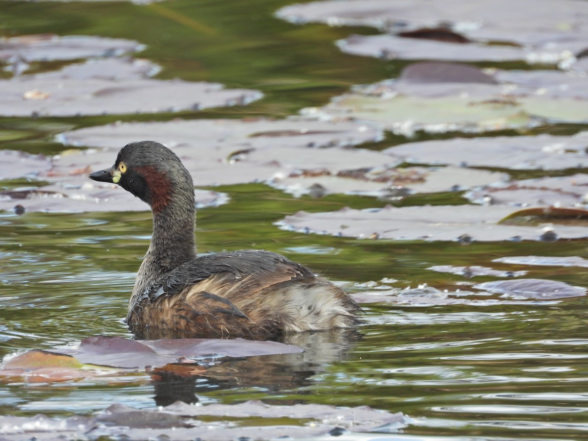 Australasian Grebe - ML644384915