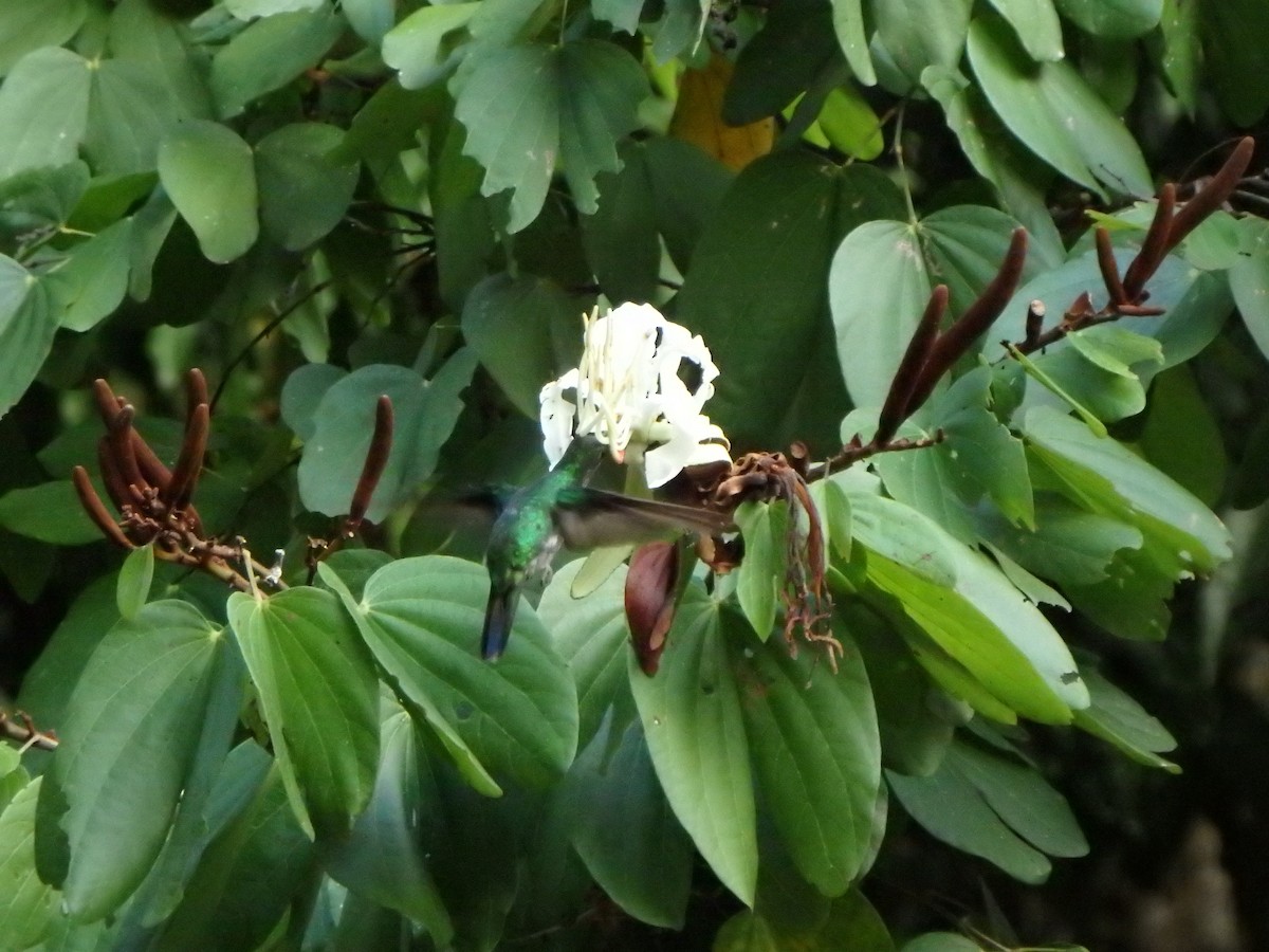 コガネオハチドリ - ML644384916