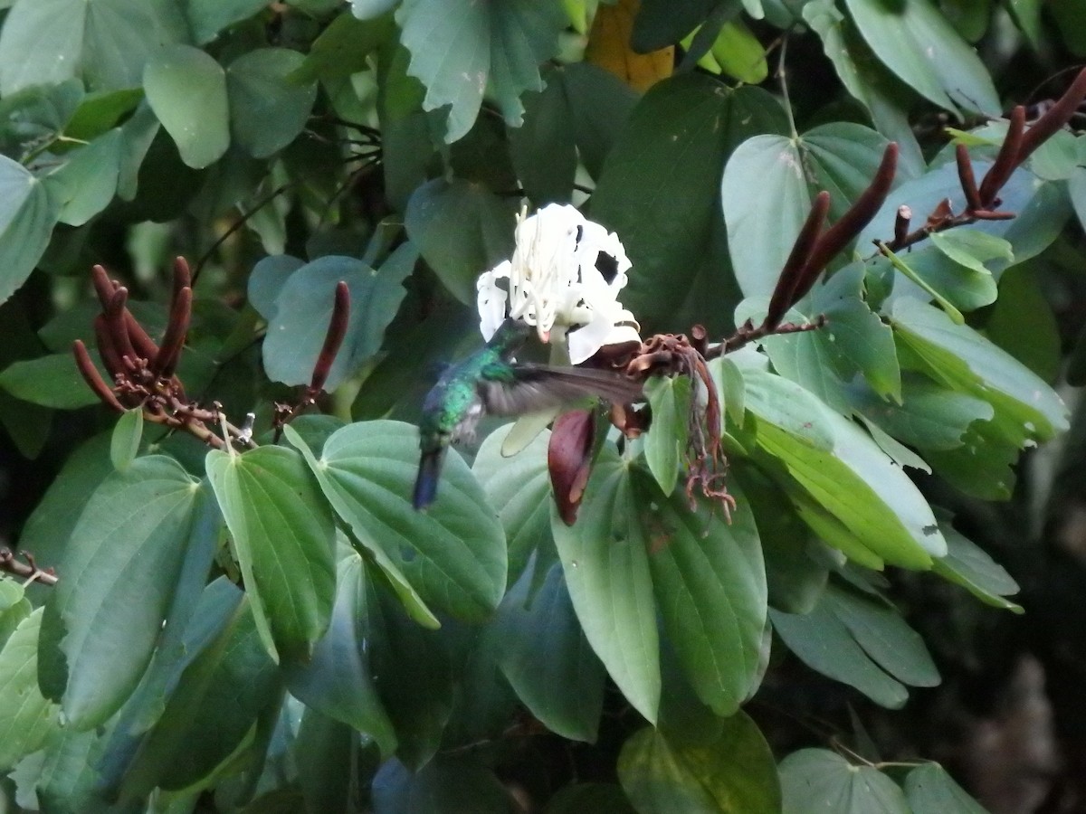 コガネオハチドリ - ML644384924