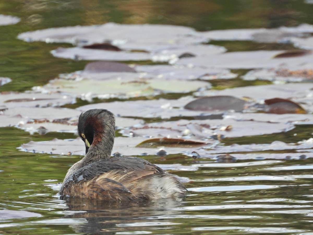 Australasian Grebe - ML644384925