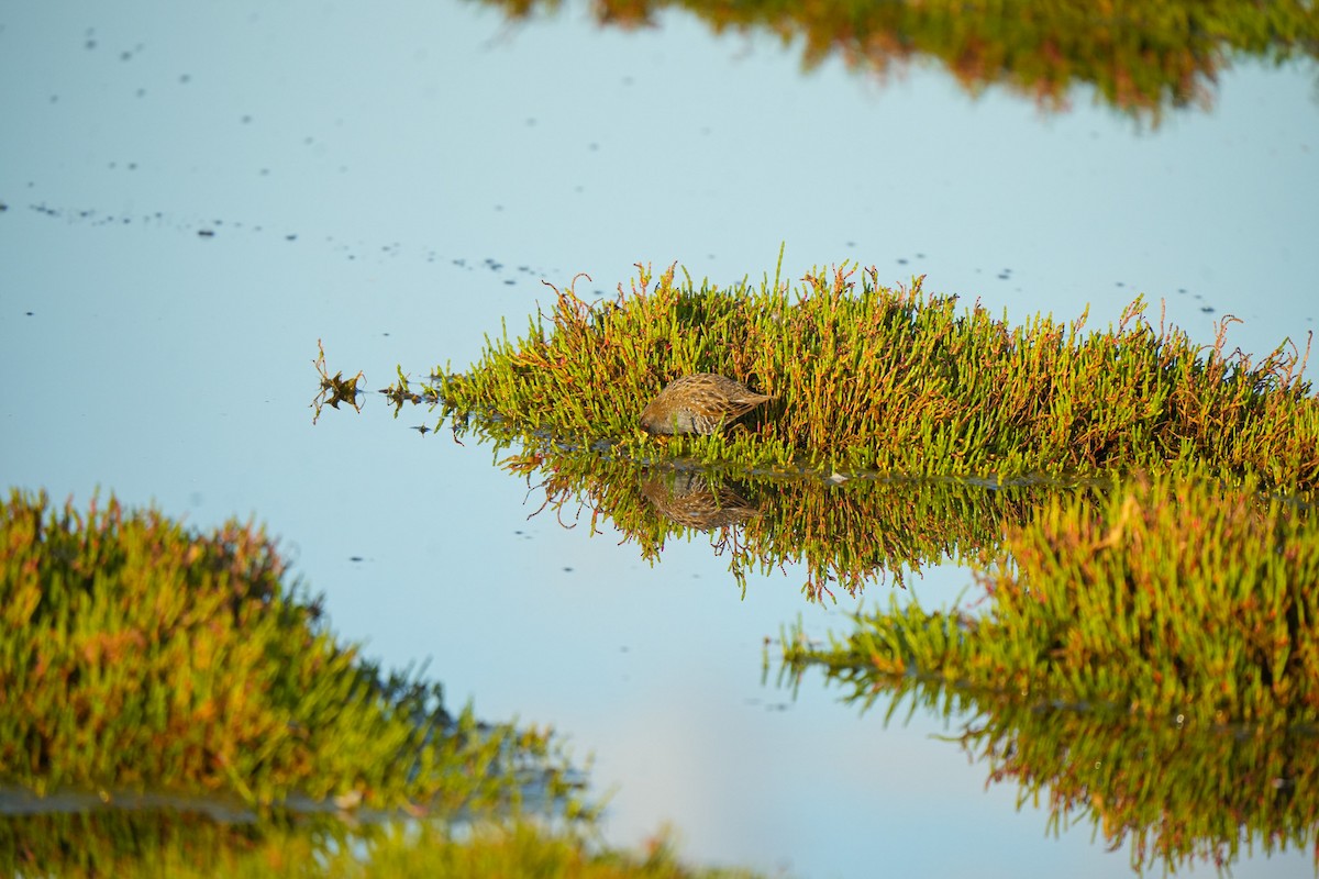 Australian Crake - ML644384929