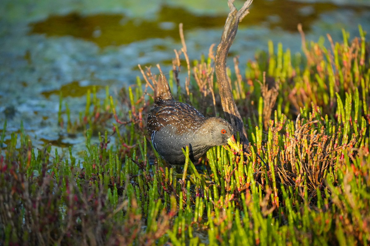 Australian Crake - ML644384930