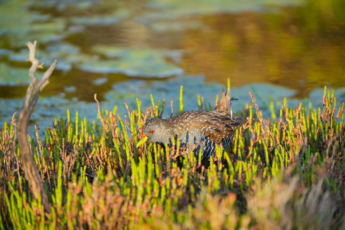Australian Crake - ML644384931