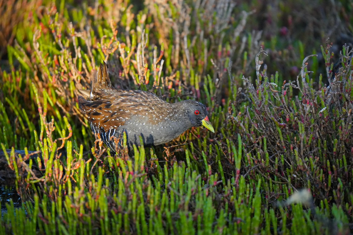 Australian Crake - ML644384932