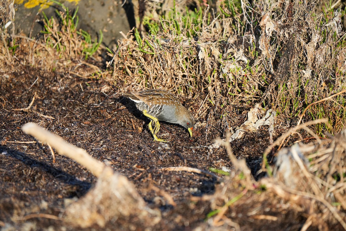 Australian Crake - ML644384933