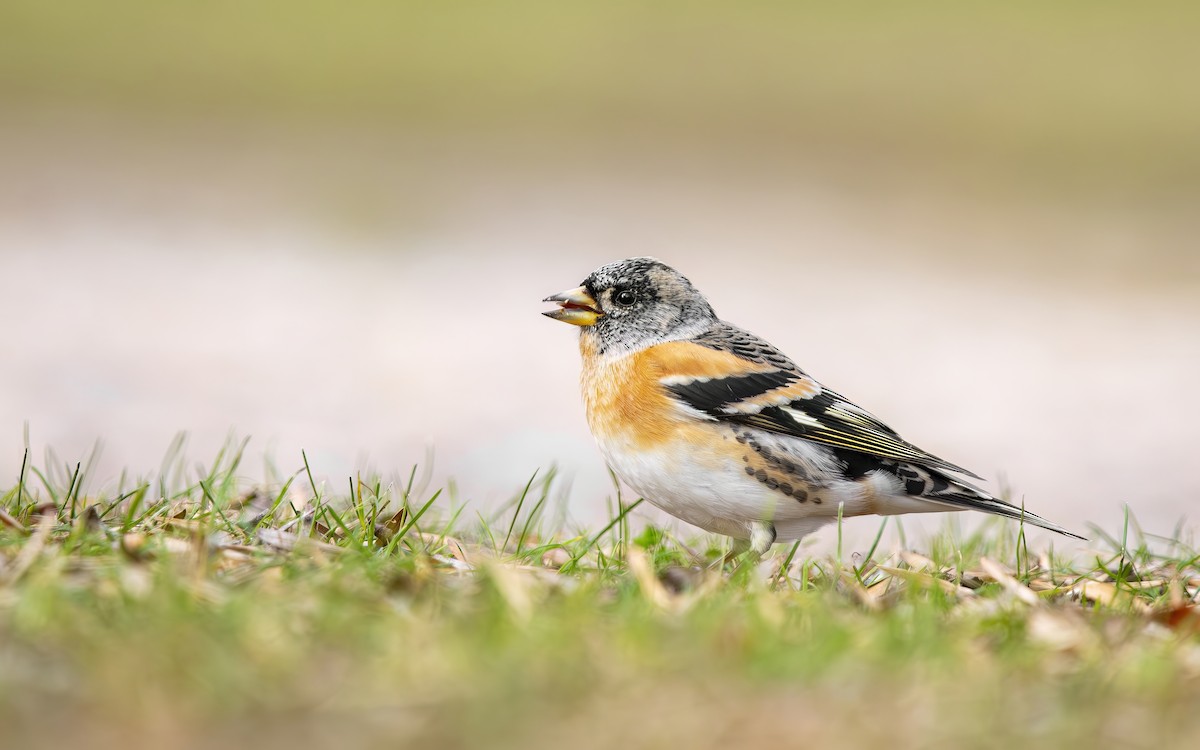 Brambling - ML644384936