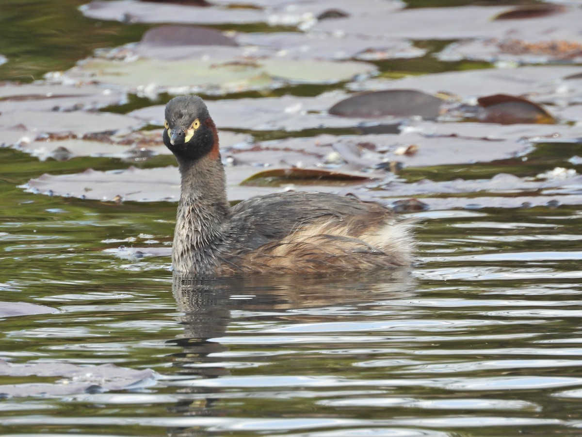 Australasian Grebe - ML644384938