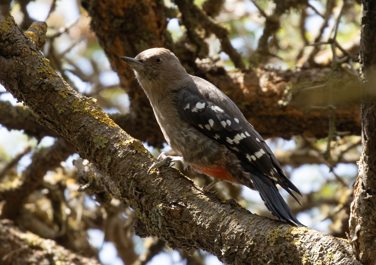 Arabian Woodpecker - ML644384942