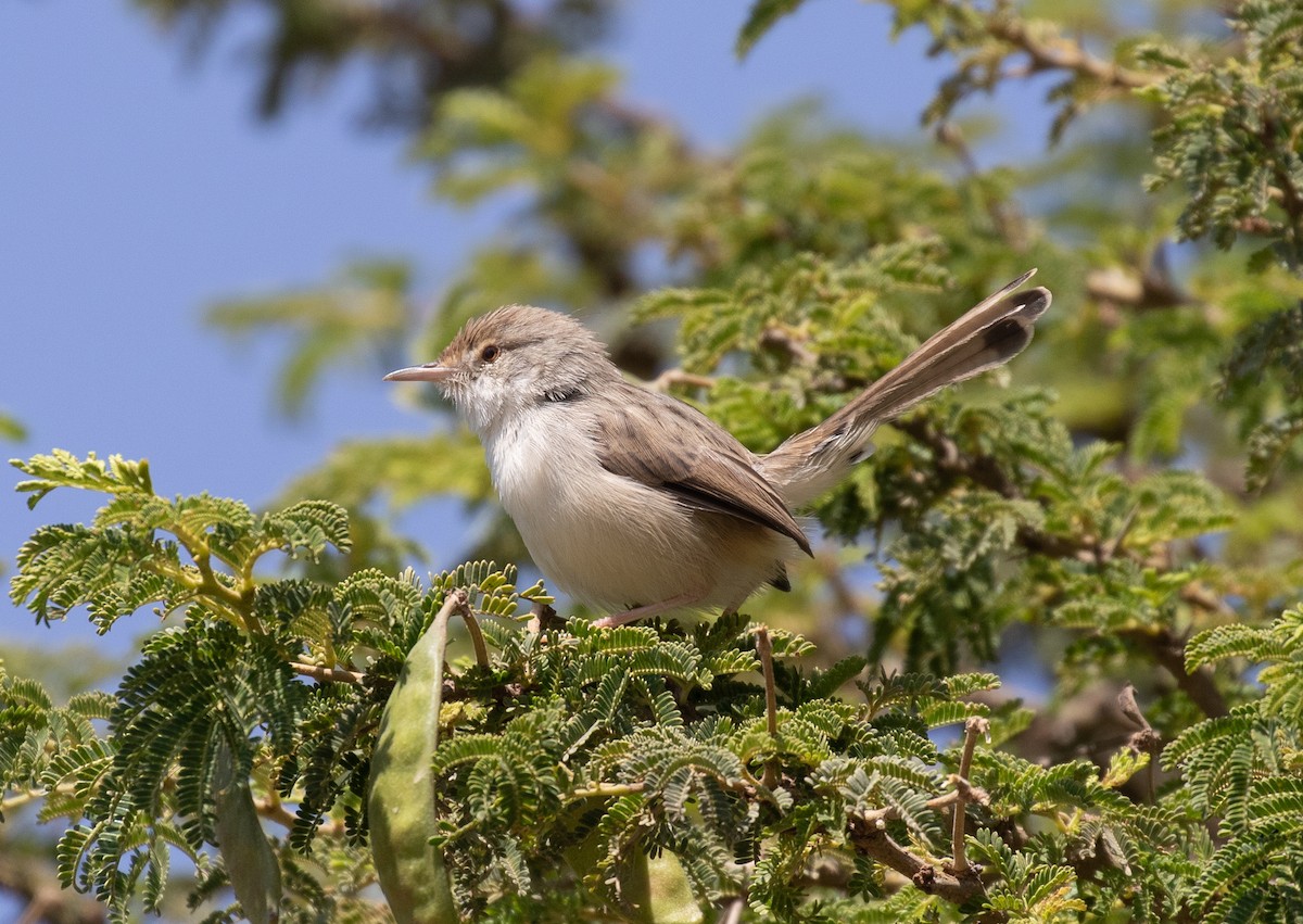 Graceful Prinia - ML644384947