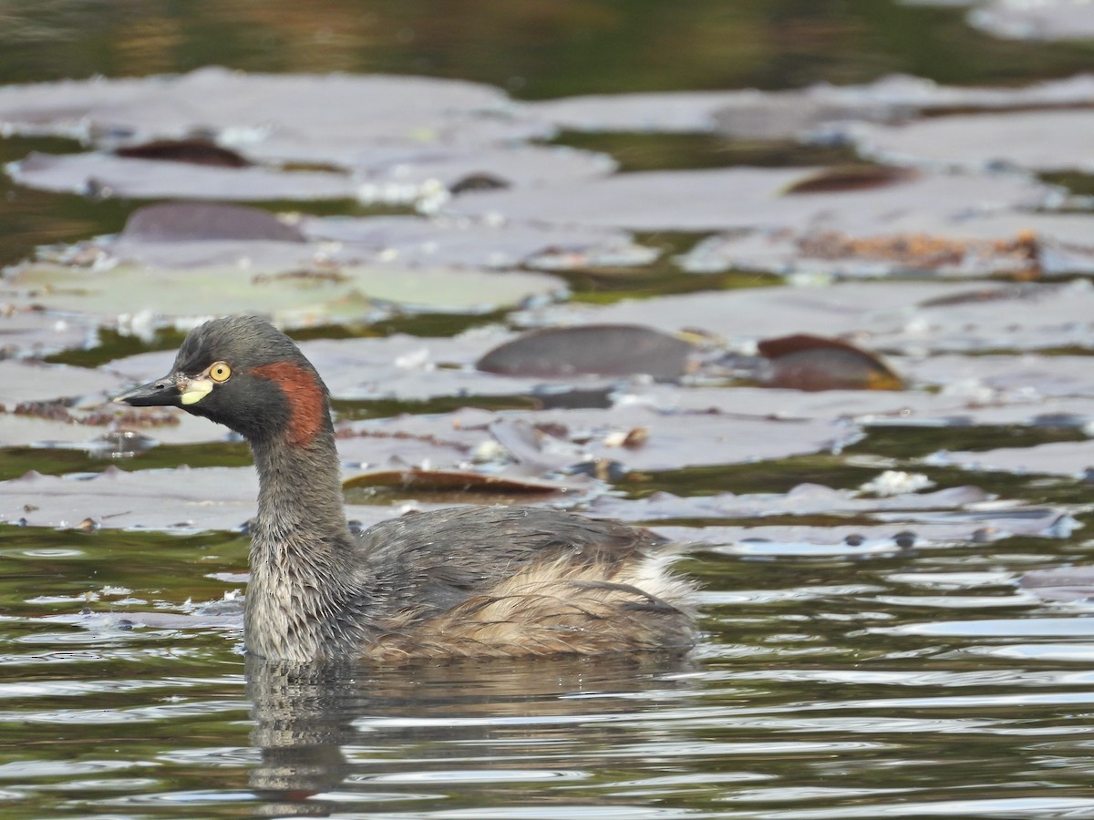 Australasian Grebe - ML644384949