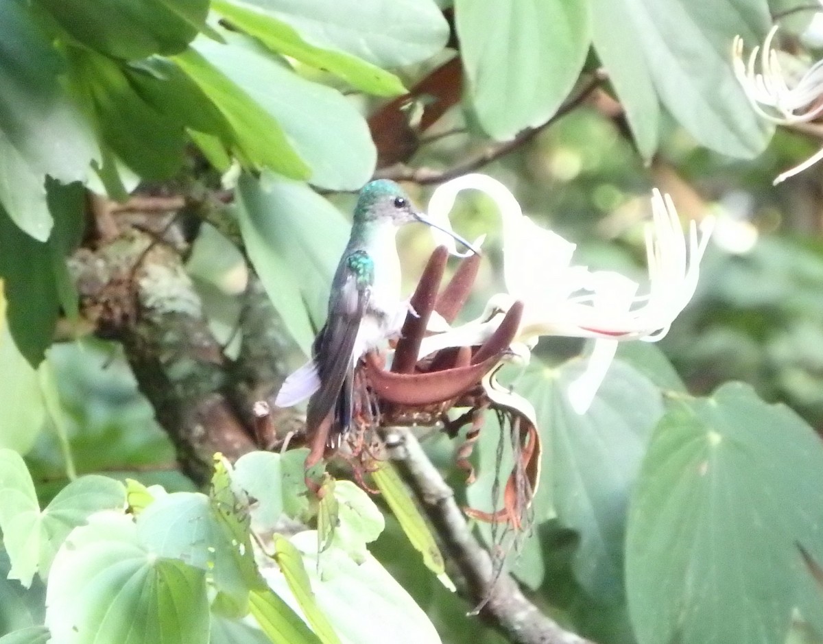 コガネオハチドリ - ML644384950