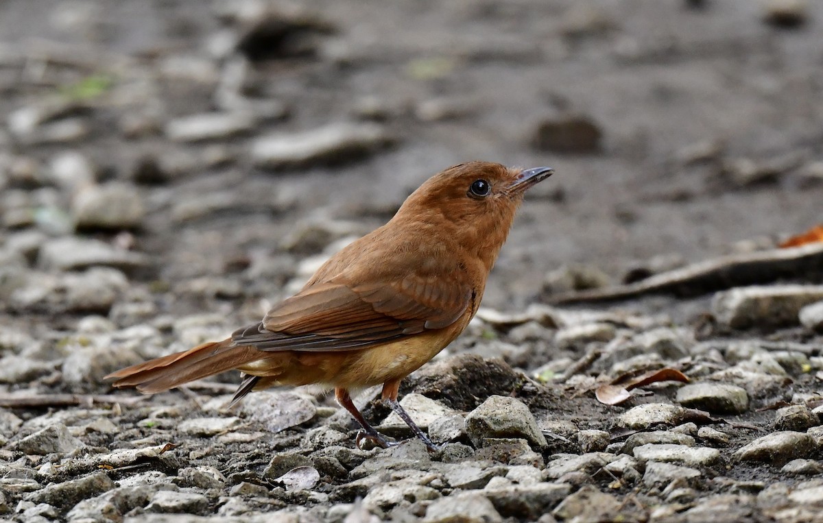 Rufous Mourner - ML644384956