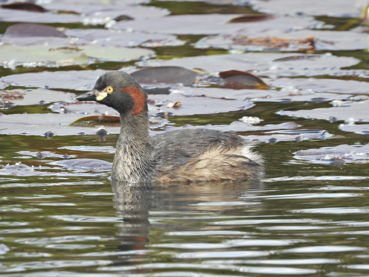Australasian Grebe - ML644384958
