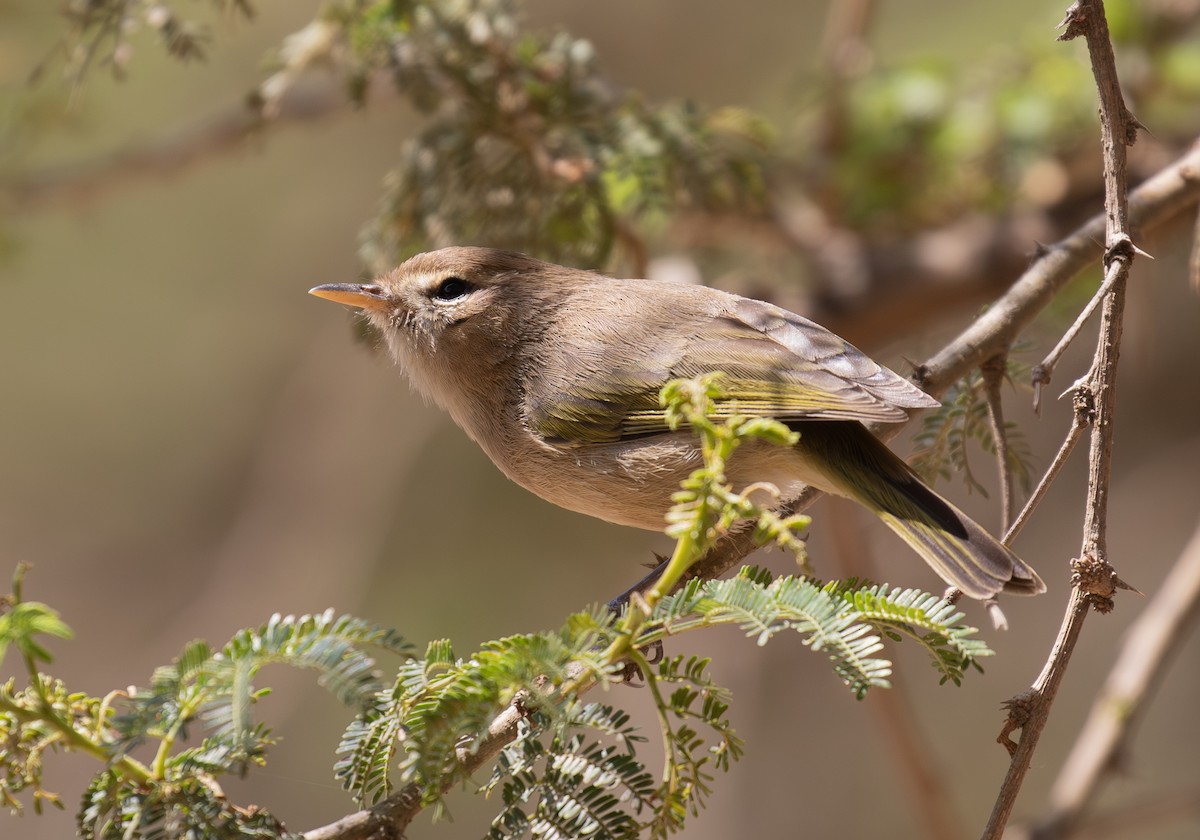 Brown Woodland-Warbler - ML644384963
