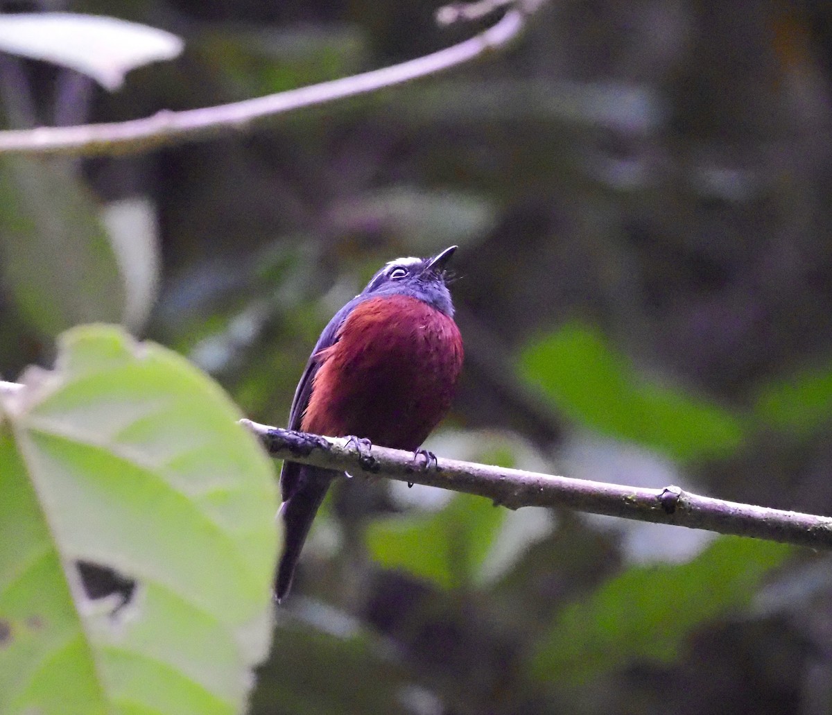 Chestnut-bellied Chat-Tyrant - ML644384968